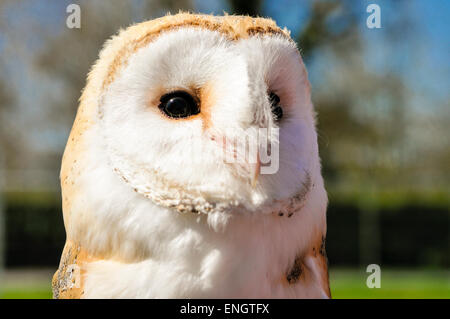 Gufo di granaio irlandese Foto Stock