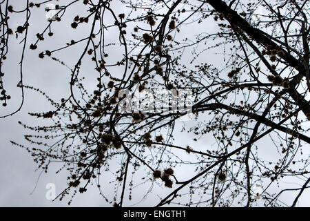 Fotografia di un albero spuntano nella primavera del Canada Foto Stock