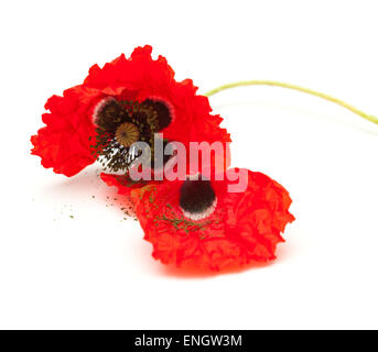 L'avvizzimento papavero rosso isolato su sfondo bianco, messa a fuoco sul fiore Foto Stock