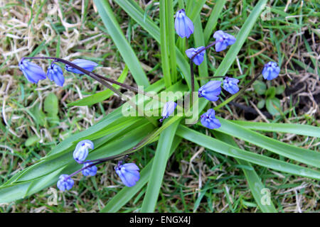 Primi fiori selvatici della molla in Canada Foto Stock