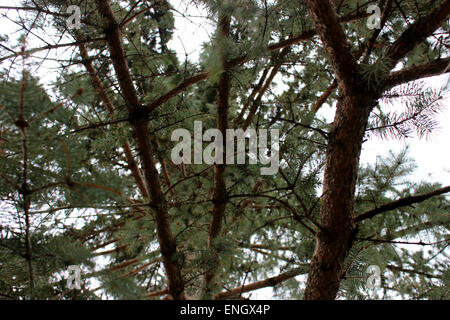 Dettaglio di un pino in un parco nonostante evergreen inverno canadese Foto Stock