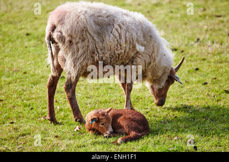 Razza rara Portland pecore e agnelli a Calke Abbey, Derbyshire, Inghilterra, Regno Unito. Foto Stock