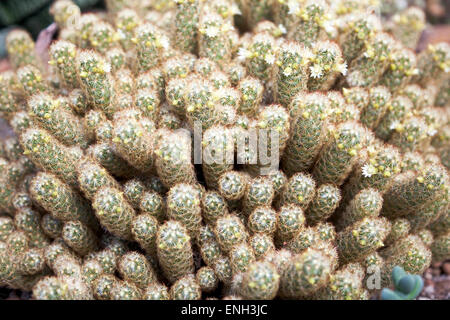Il merletto d'oro di cactus o ladyfinger cactus (mammillaria elongata) Foto Stock