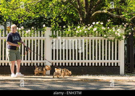 Una donna cammina i suoi cani passato un white Picket Fence con rose rampicanti su Lamboll Street nel quartiere storico di Charleston, Sc. Foto Stock
