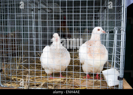 Piccioni in una gabbia per la vendita al mercato in Francia Foto Stock