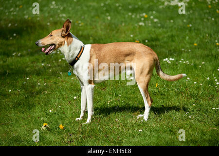 Short-Haired Smooth Collie cane sulla strada rurale, estate Foto Stock