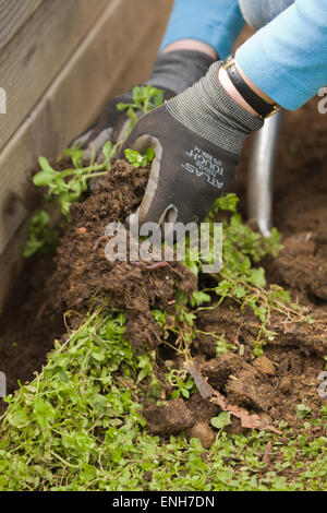 Donna che utilizza la pala per allentare le erbacce e poi tirandoli fuori del giardino in Sammamish, Washington, Stati Uniti d'America Foto Stock