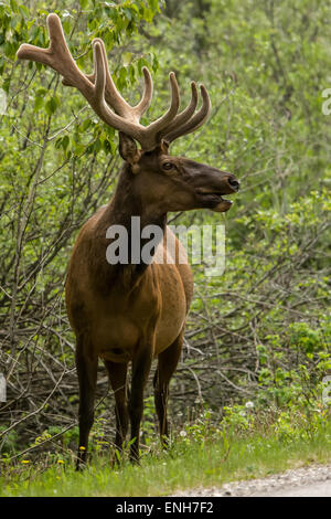 Maschio di American Elk bugling a fianco della strada in Banff, Alberta, Canada Foto Stock