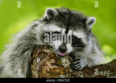 Una madre raccoon ringhiando in un albero, proteggendo la sua giovane, in una zona rurale zona residenziale vicino Issaquah, Washington, Stati Uniti d'America Foto Stock