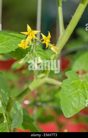 Pepita d'oro pomodoro cherry Blossoms, con uno sfondo rosso, Issaquah, Washington, Stati Uniti d'America Foto Stock