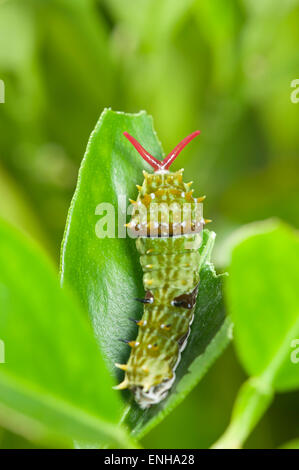 Orchard a coda di rondine butterfly caterpillar sua eversione osmeterium Foto Stock