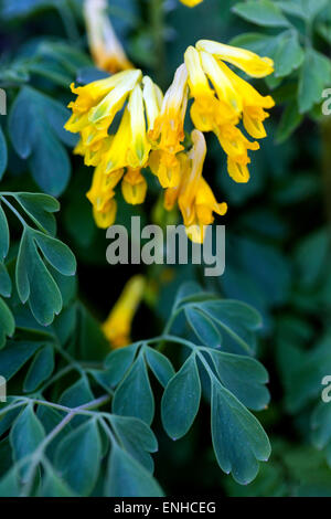 Corydalis lutea, giallo Corydalis close up Foto Stock