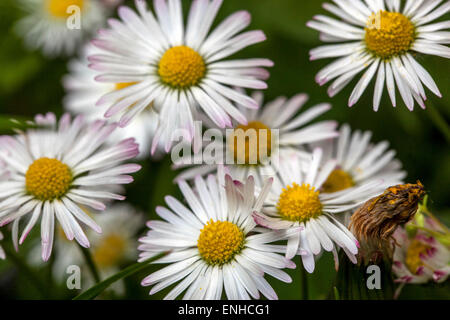 Daisies comune, Bellis perennis primo piano fiori in giardino prato Foto Stock