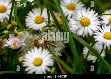 Margherite comuni, Bellis perennis, fiori selvatici da vicino che crescono nel giardino del prato Foto Stock