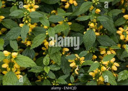 Giallo arcangelo, Ortica, Lamium galeobdolon Foto Stock