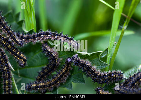 Piccola Tartaruga bruchi, Aglais urticae su Ortica foglie Foto Stock