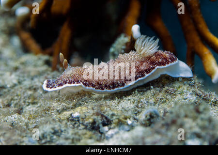 Chromodoris reticolato sea slug (Chromodoris reticulata), Bali, Indonesia Foto Stock