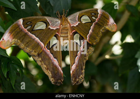 Atlas moth (Attacus atlas) in la casa della farfalla sull'isola di Mainau, Baden-Württemberg, Germania Foto Stock