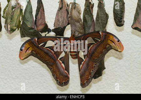 Appena tratteggiato falena Atlas (Attacus atlas) in la casa della farfalla sull'isola di Mainau, Baden-Württemberg, Germania Foto Stock