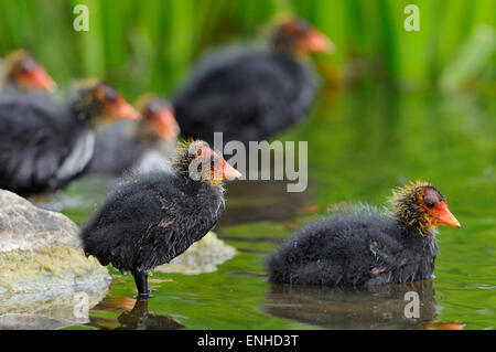 Eurasian Folaghe (fulica atra), pulcini in acque poco profonde, Nord Reno-Westfalia, Germania Foto Stock