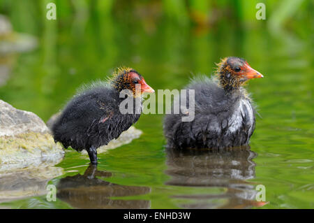 Eurasian Folaghe (fulica atra), due pulcini in acque poco profonde, Nord Reno-Westfalia, Germania Foto Stock