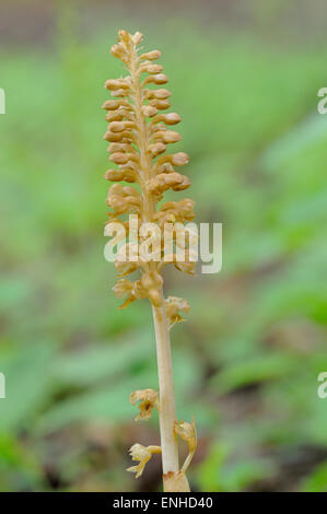 Bird's-nest Orchid (Neottia nidus-avis), Nord Reno-Westfalia, Germania Foto Stock