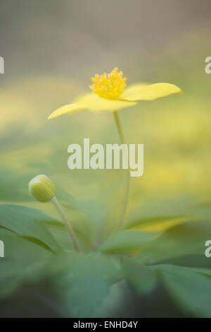 Giallo (Anemone ranunculoides Anemone), Emsland, Bassa Sassonia, Germania Foto Stock