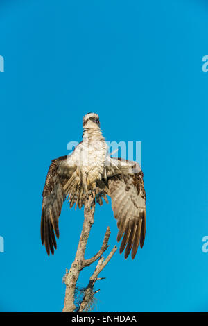 Falco pescatore (Pandion haliaetus), Everglades National Park, Florida, Stati Uniti d'America Foto Stock