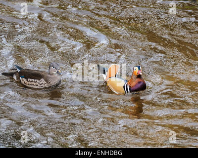 Anatra di mandarino (Aix galericulata), giovane sul fiume Oos, Baden-Württemberg, Germania Foto Stock