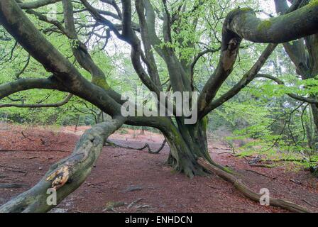 Vecchio faggio (Fagus sp.) con rami snakelike, foresta Sababurg, Hesse, Germania Foto Stock