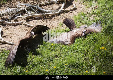 Due incappucciati avvoltoi (Necrosyrtes monachus) viene riscaldata nell'erba. Vulture e cadavere. Foto Stock