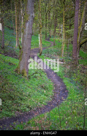 Sentiero avvolgimento il suo modo attraverso un bosco inglese in primavera con bluebells accanto al percorso. Foto Stock