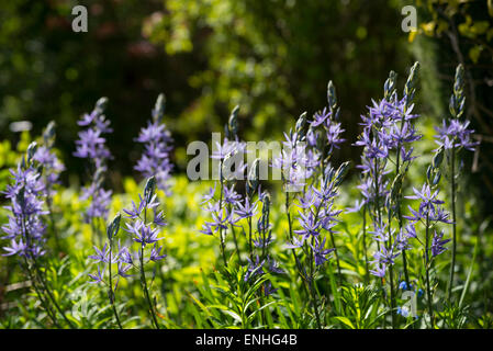 Camassia Leitchlinii con stellato fiori blu nel sole primaverile in un giardino inglese. Foto Stock