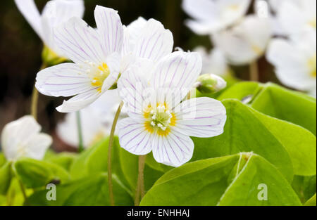 Wood Sorrel (Oxalis acetosella) primavera,l'Irlanda Foto Stock