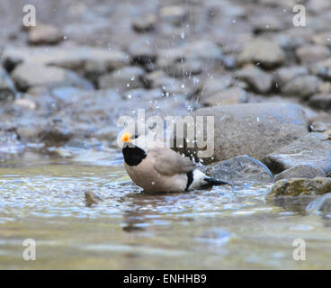 Long-tailed Finch (Poephila acuticauda), Mornington Wilderness Camp, regione di Kimberley, Australia occidentale Foto Stock