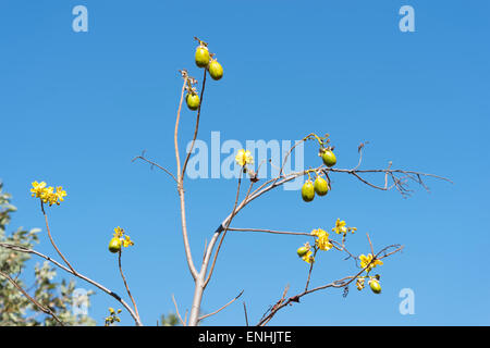 Ebano Fiori (Cochlospermum fraseri), Kimberley, Western Australia, WA, Australia Foto Stock