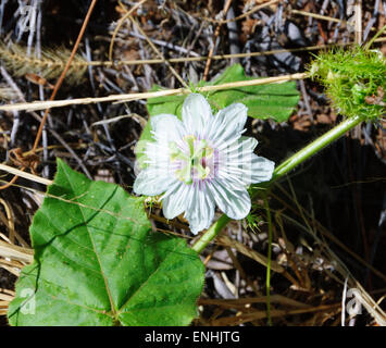 Wild granadiglie (Passiflora foetida), Mornington Wilderness Camp, Kimberley, Australia occidentale Foto Stock