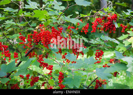 Ribes rosso bacche maturazione sulla boccola Foto Stock