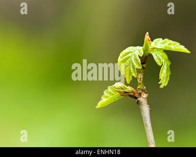 Farnia (Quercus robur) germoglio proveniente in foglie,tarda primavera,l'Irlanda Foto Stock