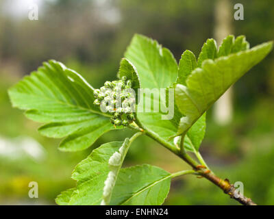 Sorbo montano svedese (Sorbus intermedia) tarda primavera Foto Stock