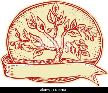 Incisione Incisione stile artigianale illustrazione di un olivo insieme all'interno ovale con nastro su sfondo isolato. Foto Stock