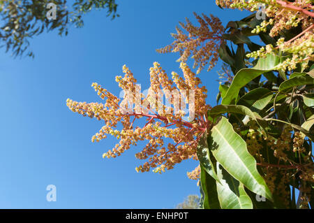 Il Mango Tree in bloom (Mangifera indica), il Monte Barnet Roadhouse, regione di Kimberley, Australia occidentale Foto Stock