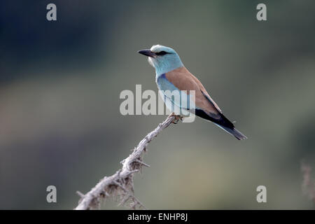 Rullo di europea, Coracias garrulus, singolo uccello sul pesce persico, Cipro, Aprile 2015 Foto Stock