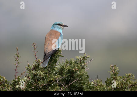 Rullo di europea, Coracias garrulus, singolo uccello sul pesce persico, Cipro, Aprile 2015 Foto Stock