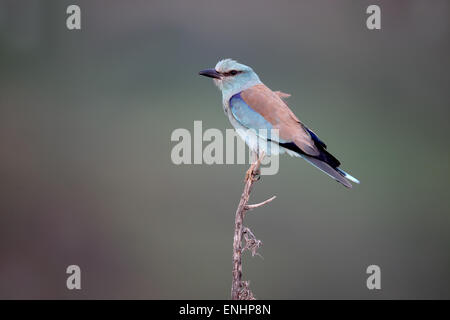 Rullo di europea, Coracias garrulus, singolo uccello sul pesce persico, Cipro, Aprile 2015 Foto Stock