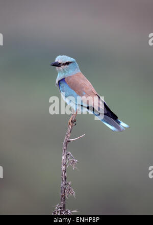 Rullo di europea, Coracias garrulus, singolo uccello sul pesce persico, Cipro, Aprile 2015 Foto Stock