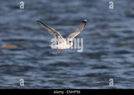 Little gull, Larus minutus, singolo uccello in volo, Cipro, Aprile 2015 Foto Stock