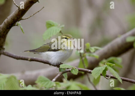 Legno trillo, Phylloscopus sibilatrix, singolo uccello sul ramo, Worcestershire, Aprile 2015 Foto Stock