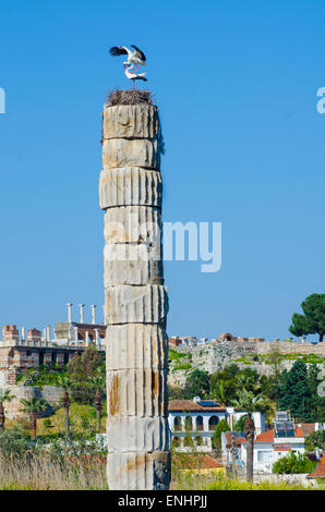 Una coppia di accoppiamento Cicogna bianca (Ciconia ciconia) nidificazione sulla parte superiore di una colonna presso il Tempio di Artemide, Efeso, Turchia Foto Stock