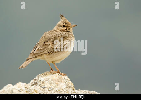 Un Crested Lark (Galerida cristata) seduto su una roccia Foto Stock